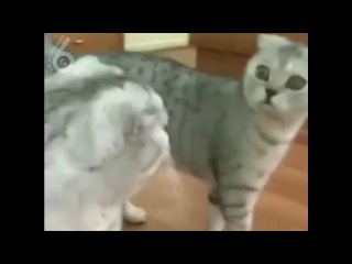 meow (6 sec)