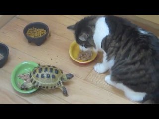 the turtle weighed the cat.