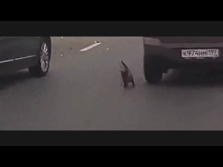 a cat that ran onto the road caused a mass accident