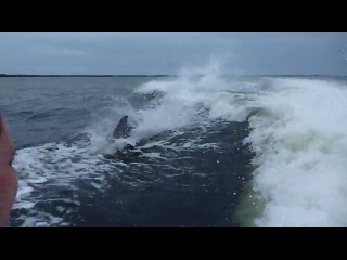 dolphin clash