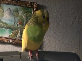 archik is a talking parrot.