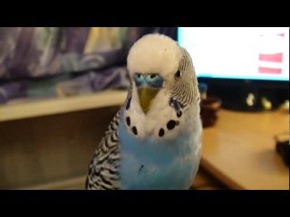 talking parrot kesha pilot :)))))))