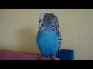 talking parrot 4))