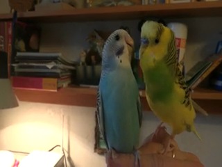 archik is a talking parrot. bella.
