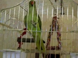 talking parrot