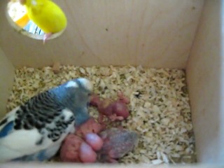 feeding budgerigar chicks