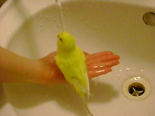 budgerigar bathing :)